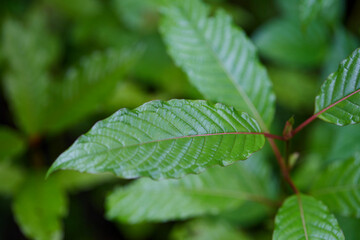 Close-up view of mitragyna speciosa or Kratom leaves with dew drop
