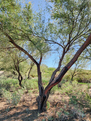 tree in the desert