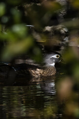 Female Wood Duck. Aix sponsa