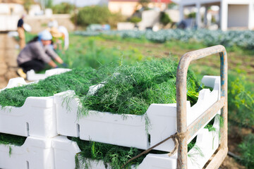 Closeup of freshly harvested young dill in boxes on farm field on sunny summer day