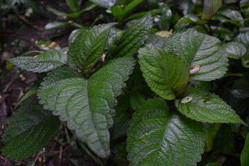 green coleus in the garden, ornamental plant