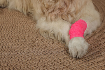 Cute golden retriever with bandage on paw at home, closeup. Space for text