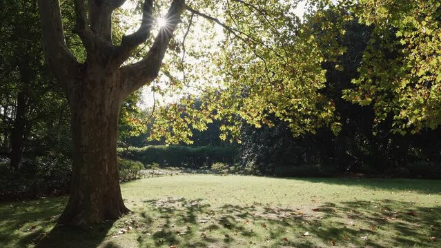 Sun rays through the tree. Tree and sun rays in autumn sunny day, leaves falling to ground, 4k slow motion footage, peaceful autumn landscape.