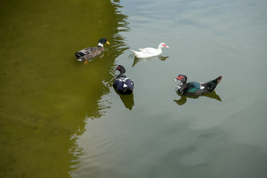 Cuatro patos nadando en estanque de agua