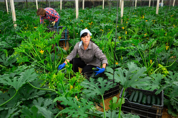 Female farmer collect harvest ripe zucchini in the greenhouse