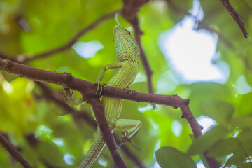 Oriental Garden Lizard | Eastern Garden Lizard or Changeable Lizard (Calotes versicolor) is an agamid lizard found widely distributed in Asia.