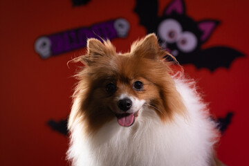 Spitz com fantasia de Halloween