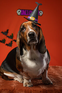 Cachorro com fantasia de bruxa para Halloween