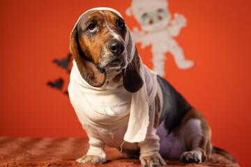 Cachorro com fantasia de múmia para Halloween