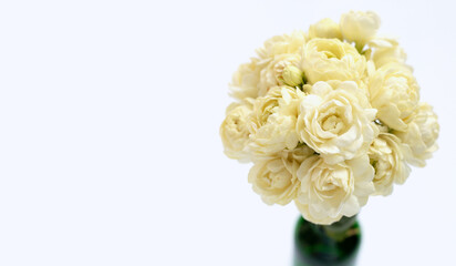 Jasmine flower on white background.