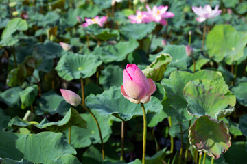 Pink lotus flower blooming in pond with green leaves