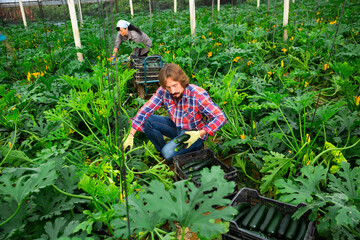 adult farmers picking cocozelles in huge hothouse