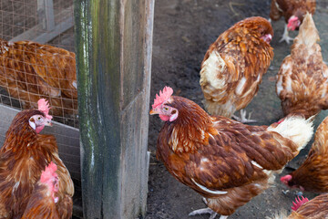 Hens in the chicken farm. Organic poultry house.