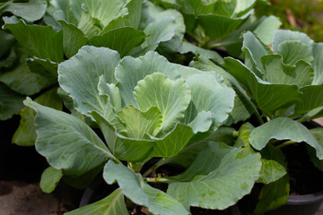 Gren cabbages growing in pots