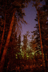 forest at night