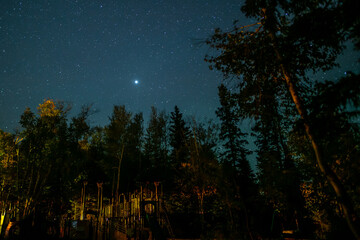 forest at night