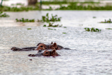 Hippos in Lake Naivasha in Kenya