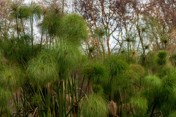 Cyperus papyrus plants in Lake Naivasha in Kenya