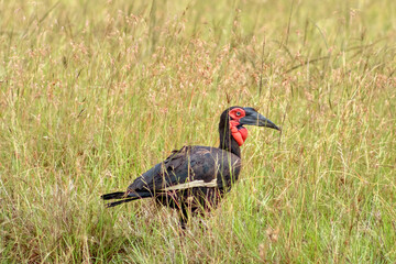 Southern Ground Hornbill in Masai Mara National Reserve in Kenya