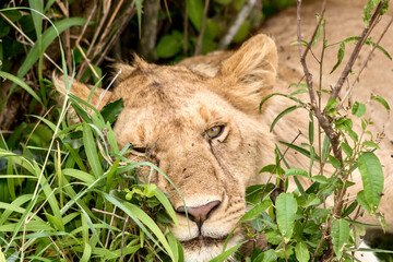 lion resting in Masai Mara National Reserve in Kenya