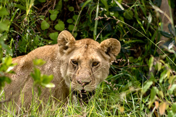 lion in Masai Mara National Reserve in Kenya