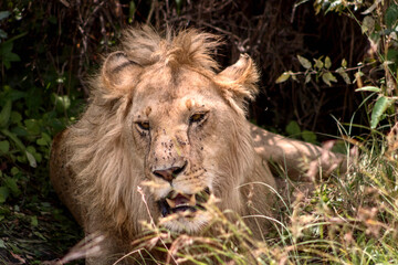 Male lion in Masai Mara National Reserve in Kenya