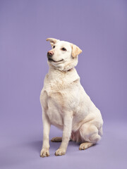 portrait of a beautiful dog lilac background. Mix of breeds. Sweet Pet in the studio