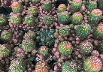 top view of green cactus pots pattern in garden