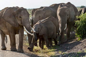 Elephants in the sunlight at Amboseli National park in Kenya