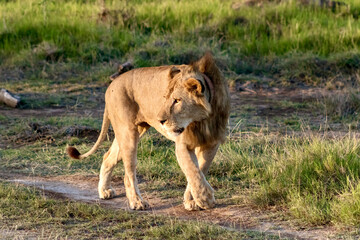 lion on the savanna at Amboseli National park in Kenya