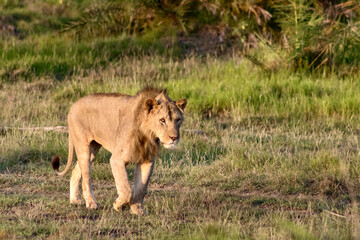 lion on the savanna at Amboseli National park in Kenya
