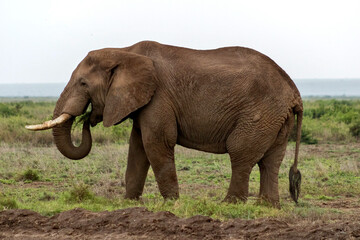 Fototapeta premium Elephant in Amboseli National park in Kenya