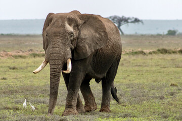 Naklejka na ściany i meble Elephant in Amboseli National park in Kenya