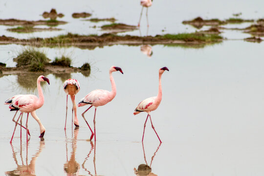 Lesser flamingos at Amboseli National park in Kenya
