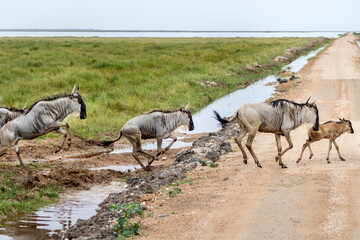 Fototapeta premium Wildebeest running across road at Amboseli National park in Kenya