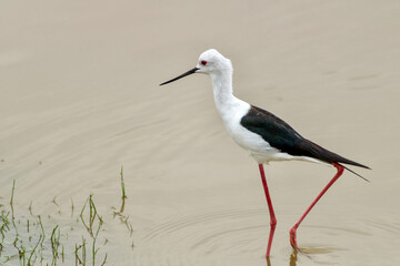 black-winged stilt at Amboseli National park in Kenya
