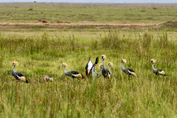 Grey Crowned Crane at Amboseli National park in Kenya - obrazy, fototapety, plakaty