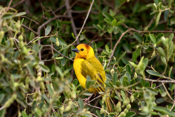 Taveta weaver bird at Amboseli National park in Kenya