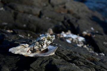 An image of an open and empty oyster shell placed on a large black rock.