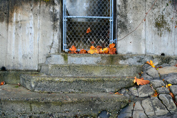 An image of colorful autumn leaves trapped against a metal gate.