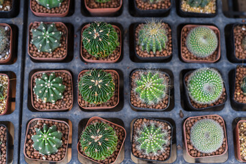 Many potted cactuses of Stenocactus multicostatus or brain cactus, Parodia magnifica, Rebutia,Echinopsis subdenudata at a flower market