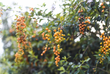 Duranta erecta also known as golden dewdrop, pigeon berry