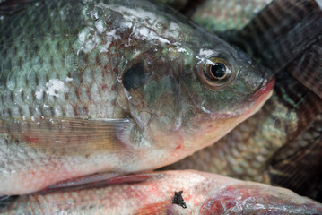 Raw nile tilapia fish in market