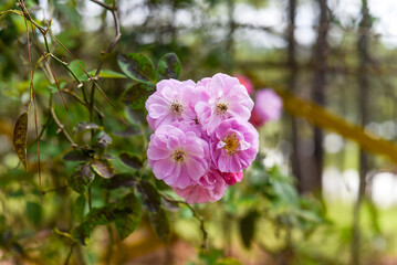 Obraz premium Rosa moschata or musk rose flower close up