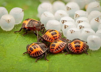 Macrophotography with the nymphs of Brown marmorated stink bug (Halyomorpha halys) hatching from...