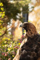 eagle in the zoo