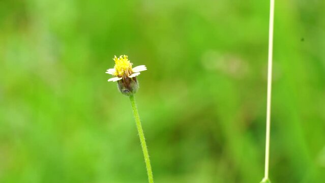 Bidens pilosa (also called ketul kebo, ketul sapi, jaringan, caringan, lanci thuwa, lancing thuwa, cing-lancingan, Spanish Needle, Blackjacks, Beggar ticks) with a natural background