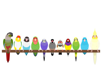 pet birds perching in a row