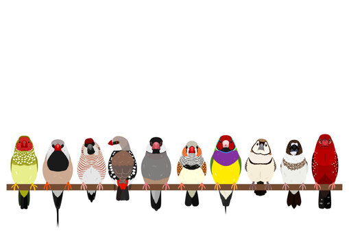 pet finches perching in a row