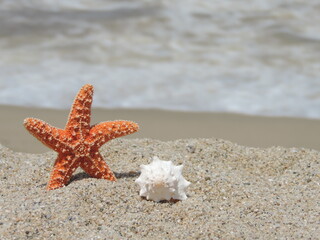 orange starfish and withe sea shell on the sand at the beach on a sunny day hollidays, vacations - obrazy, fototapety, plakaty